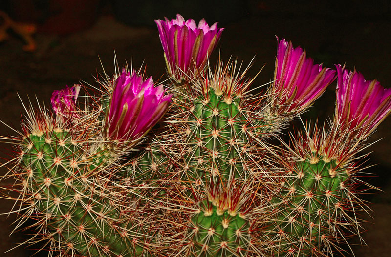 Echinocereus engelmannii 